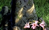 mothers grave