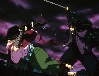 Sango vs Naraku