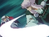 Juromaru and Inu Yasha